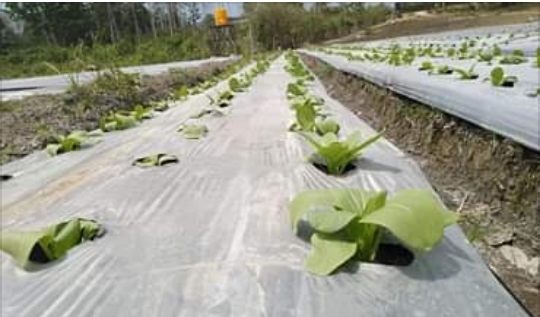Petak sayur milik petani di Manggarai Barat