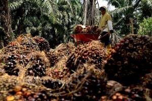 Indonesia Menjadi Produsen Minyak Sawit Terbesar di Dunia