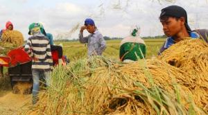 Petani di Indramayu Didorong untuk Bisa Produksi Gabah 1,8 Juta Ton 