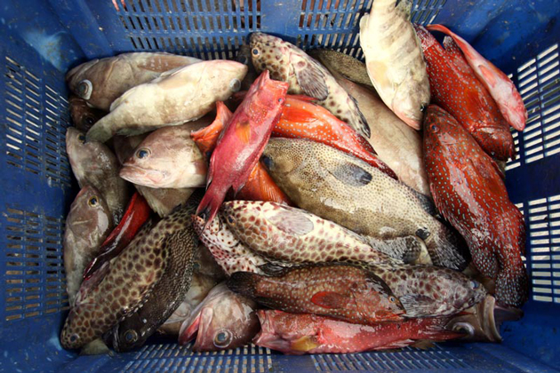 Indonesia Ekspor Ikan Kerapu Senilai USD117.850 ke Hongkong