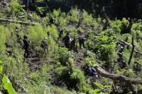 Kerahkan 107 Personel, BNN Temukan Dua Titik Ladang Ganja di Aceh