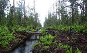 Perlindungan Permanen Hutan Alam dan Gambut Tersisa Kunci Keberhasilan Komitmen Iklim Indonesia