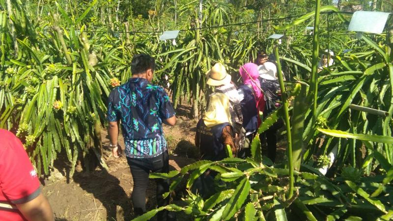 Hasil Verifikasi Memuaskan, Buah Naga Siap Melenggang Ke Negeri Tirai Bambu