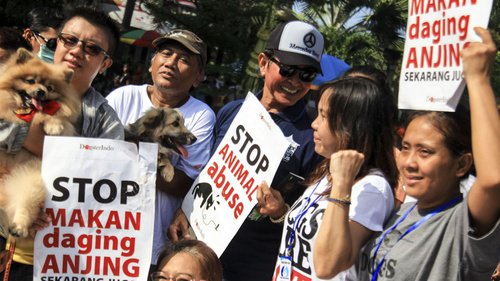 Lindungi Hewan Domestik, Pemkot Yogyakarta Bakal Larang Warga Konsumsi Daging Anjing