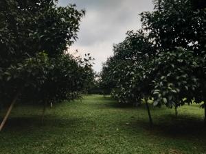 Kawasan Korporasi Perkuat Daya Saing Durian Kendal