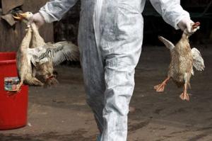 Korban Virus Corono Melonjak, Cina Kembali Diserang Virus Flu Burung