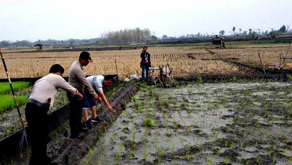 Menyedihkan, Perangkap Tikus Tewaskan Enam Petani di Sragen Jawa Tengah