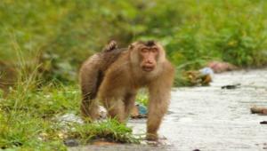 Kerap Menyerang Warga, Seekor Monyet di India Dipenjara Seumur Hidup
