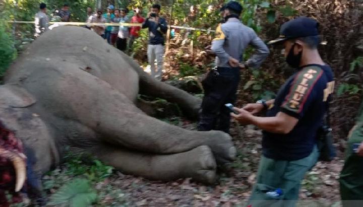 Polisi : Pelaku Pembunuh Gajah Terancam Hukuman Seumur Hidup