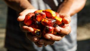 RSPO Tawarkan Konsep Shared Renponsibility, Dorong Serapan Minyak Sawit Berkelanjutan di Indonesia