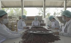 LPEI Bantu Petani Kakao Desa Devisa di Jembrana Kembali Ekspor di Tengah Pandemi