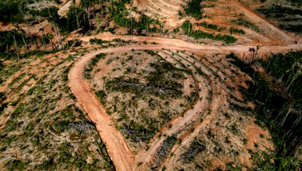 Investigasi Greenpeace, Sejak 2001 Korindo Babat 57 Ribu Hektar Hutan Papua untuk Perkebunan Sawit