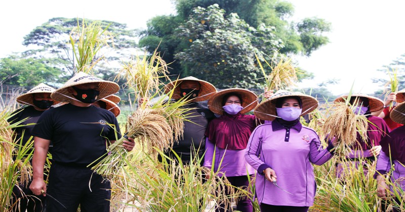 Kodiklat TNI Panen Padi Dalam Polybag