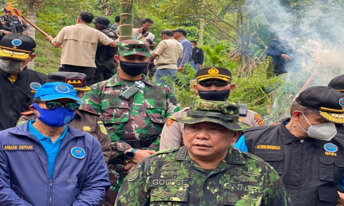 Bravo! Kepala BNN RI Musnahkan 9 Hektare Ladang Ganja di Aceh Utara