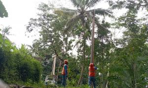 PLN: Pemadaman Listrik di Desa Wadas Akibat Pohon Tumbang