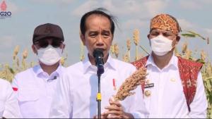 Jokowi Panen Sorgum di Sumba, NTT
