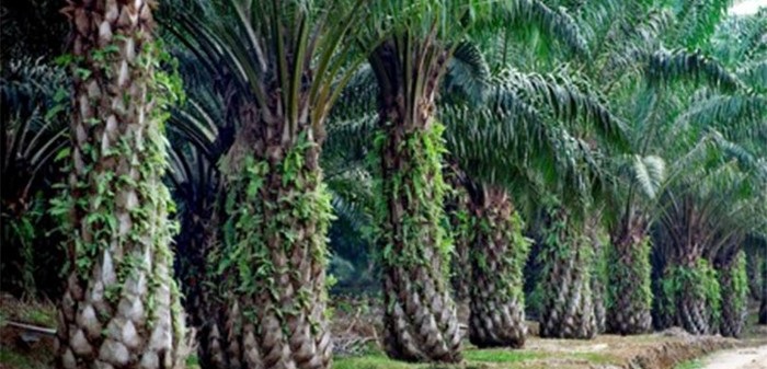 Beri Solusi di Perkebunan Sawit, Sejumlah Pakar Bentuk Oil Palm Business Recovery & Rescue Team