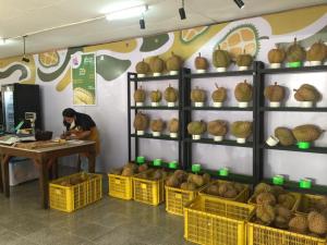 Cicipi Aneka Durian di `Raja Buah` Rumah Sarwono
