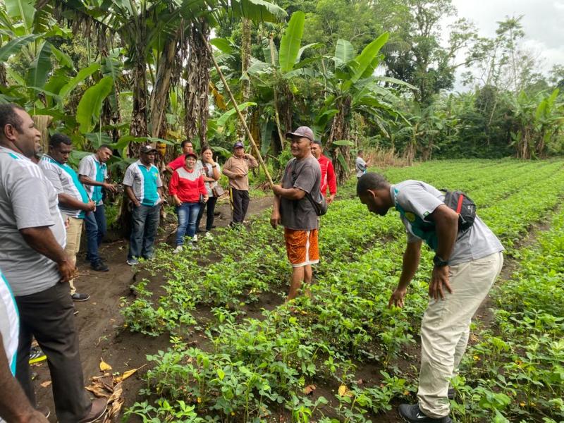 Study Banding Kelompok Tani Kabupaten Maybrat