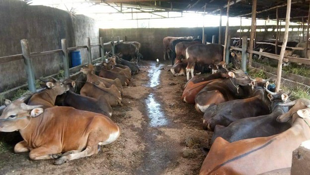 PTPN VI Kurban 126 Ekor Sapi, 23 Kambing