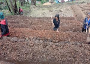 Program Desa Berdaya, PLN Buka 14 Lahan Kosong Warga Poco Leok Jadi Lahan Pertanian Hortikultura
