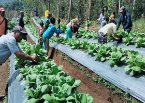 Perkuat Ketahanan Pangan, Kelompok Tani Hortikultura Poco Leok Binaan PLN Raup Keuntungan Jutaan Rupiah