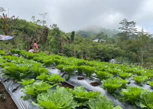 Panen Perdana, Kelompok Tani Hortikultura Poco Leok NTT Binaan PLN Raup Keuntungan Besar