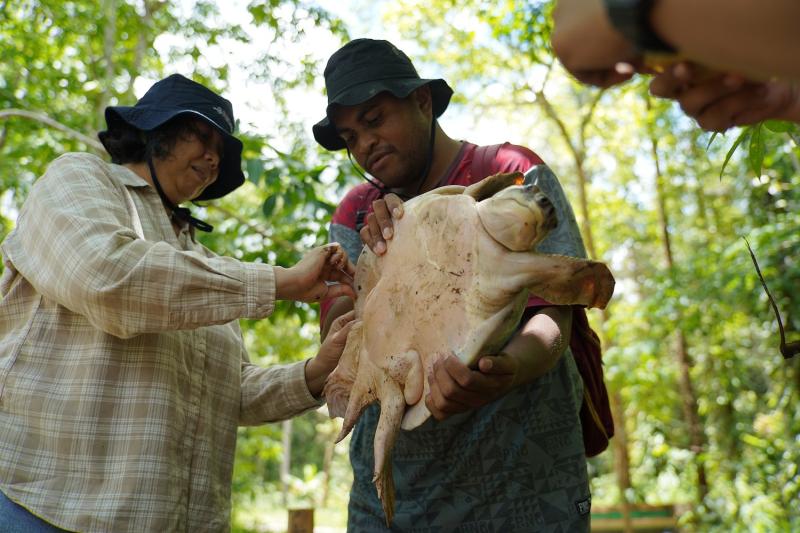 TSE Group dan IPB Konservasi Satwa Endemik Kura-Kura Moncong Babi
