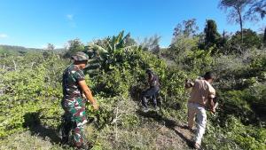 PLBN Motamasin Bersama TNI Gotong Royong Bersihkan Lahan 3,76 Hektare