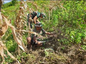 Pos Fohuk Satgas Yonif 742/SWY Dampingi Petani Panen Kacang Tanah di Perbatasan RI-RDTL