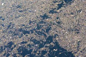 
                                       Danau Singkarak Tertutup Kayu Gelondongan Akibat Galodo, Kerusakan Meluas di Sumatera