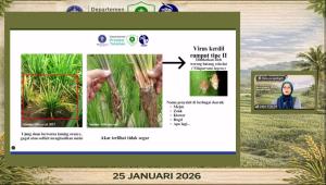 
                                       Swasembada Beras Belum Aman, Pakar Ingatkan Ancaman Wereng dan Virus Kerdil